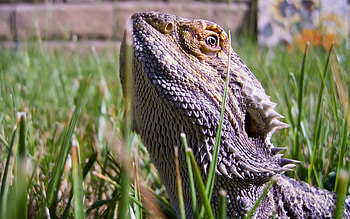 Animals, Grass, Lizards, Reptile, Dangerous, Bearded Dragon HD wallpaper