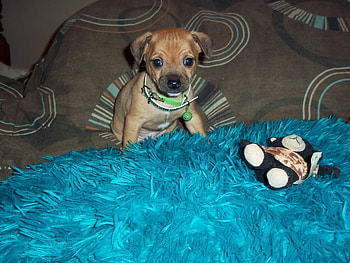 Tiny sweetie ;), sunshine, sweet, dogs, beautiful, little, life, animals, love, guy, forever, tiny HD wallpaper