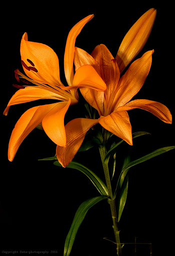 Lily flower, , graphy, Natural beauty HD phone wallpaper