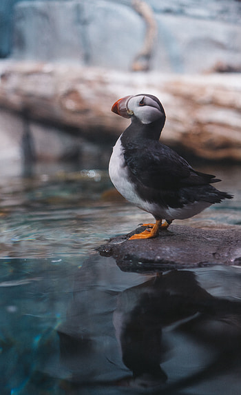 Animals, Water, Bird, Dead End, Cul-De-Sac, Atlantic Impasse, Atlantic Gridlock HD phone wallpaper