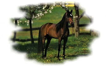 Bay Beauty - Horse 2, animal, horse, wide screen, graphy, equine, , spring HD wallpaper