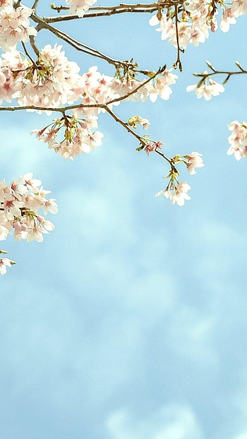 May Background, Sky Blue, Flowers HD phone wallpaper