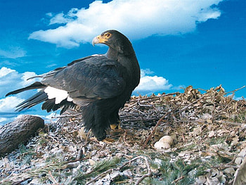 The Black Eagle, forests, black eagle, asia, bird of prey HD wallpaper