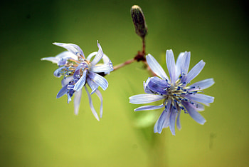 Flower, Plant, Macro, Couple, Pair, Branch HD wallpaper