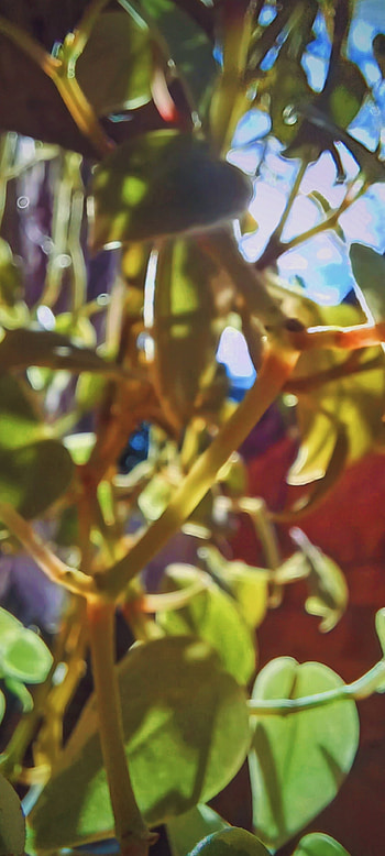 A close up of a plant, plant, leaf, garden, sunlight, sky, graphy, nature HD phone wallpaper