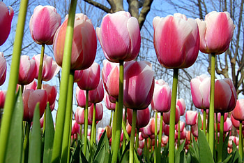 Flowers, Trees, Sky, Tulips, Spring HD wallpaper