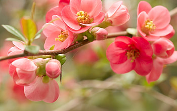 Plants, Flowers HD wallpaper