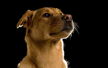 Animals, Dog, Muzzle, Sight, Opinion HD wallpaper
