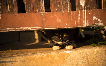 Animals, Cat, Pet, Fence, Hide, Peek Out, Look Out HD wallpaper