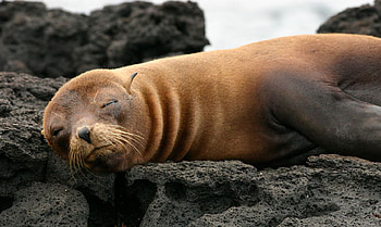 Galapagos Fur Seal, animal, seal, fur, galapagos HD wallpaper