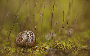 Animals, Grass, Snail, Carapace, Shell HD wallpaper