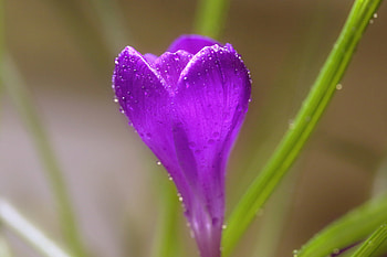 Drops, Flower, Macro, Crocus HD wallpaper