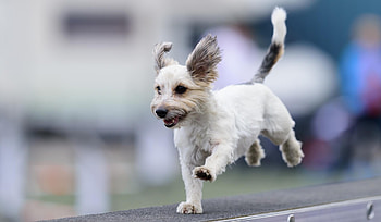 Sportsk9 joyofdogsports shop, Joyofdogsports shop favourite, Shop favourite dog, Favourite dog sports HD wallpaper