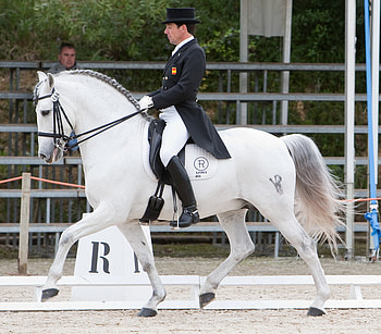 Top Iberian, spanish, andalusian, horses, grey, dressage HD wallpaper