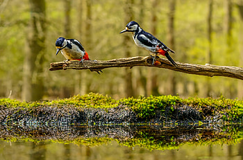 Animal, woodpecker HD wallpaper