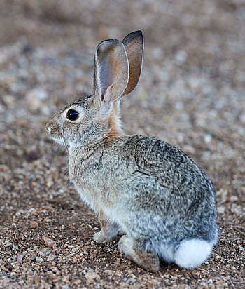 Animals, Animal, Profile, Rabbit, Hare HD phone wallpaper