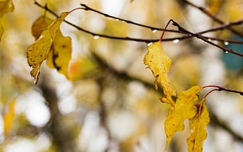 Autumn, Leaves, Rain, Drops, Macro, Wood, Tree HD wallpaper