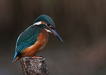 Little Bird, beautiful, bird, , little HD wallpaper