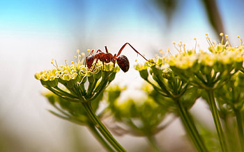 Plant, Macro, Insect, Ant HD wallpaper