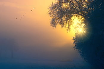 Foggy landscape with trees silhouetted against a glowing sunset. HD wallpaper