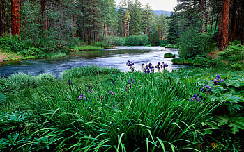 Iris Flowers By The Metolius River, Jefferson County, Oregon, trees, sky, mountains, forest, usa HD wallpaper
