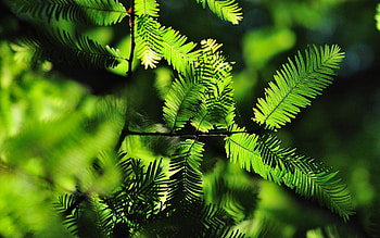 Leaves, Needle, Macro, Branches, Shadow HD wallpaper