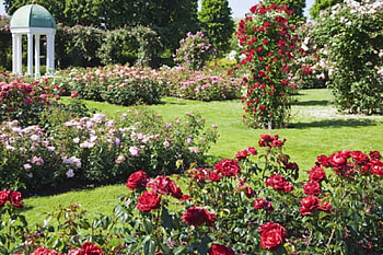 beautiful rose garden, garden, beautiful, nature, roses HD wallpaper