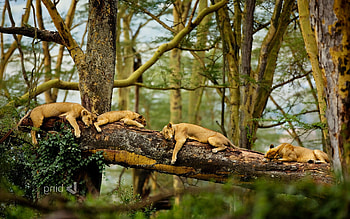 Sleeping Lions, lions, animals, predator HD wallpaper