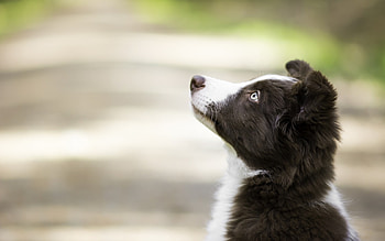 Puppy, animal, dog, black, border collie, cute, caine HD wallpaper