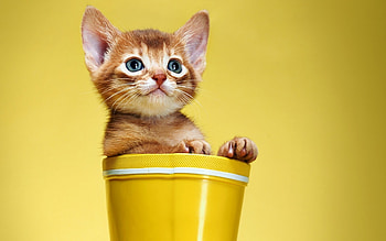 Funny cats, Kitten resolution, Wallpx humor HD wallpaper