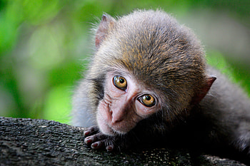 Animals, Monkey, Sight, Opinion, Nice, Sweetheart, Primate HD wallpaper