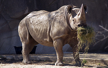 Eating, Rhino HD wallpaper