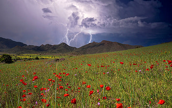 Lightning over Poppy Meadow, poppies, lightning, hills, meadow, storm HD wallpaper