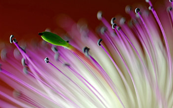 Flower, Plant, Macro, Petals, Stripes, Streaks HD wallpaper