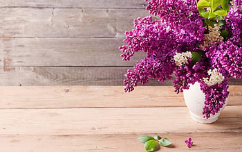 purple lilacs flowers, lilacs, purple, still life, flowers HD wallpaper