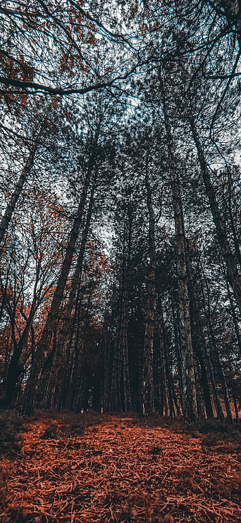 Autumn, Gökyüzü, Atmosfer, Sonbahar, Manzara, Doğa HD phone wallpaper