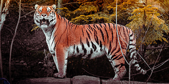 Animals, Brown, Predator, Big Cat, Tiger, Animal, Wild HD wallpaper