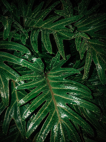Leaves, Drops, Macro, Wet, Moisture, Humid HD phone wallpaper