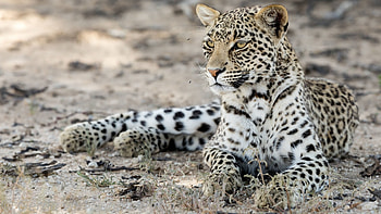 Leopard, Cat, paw HD wallpaper
