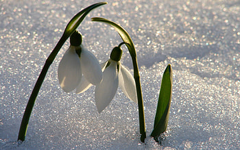 Plants, Flowers, Snowdrops HD wallpaper