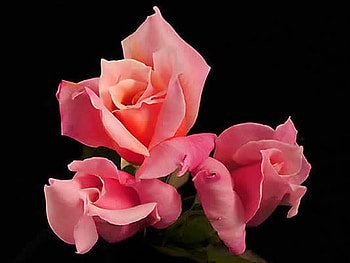 First Love, pink, roses, black background, love, three HD wallpaper