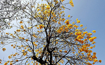 Nature, Sky, Wood, Tree, Bloom, Flowering HD wallpaper
