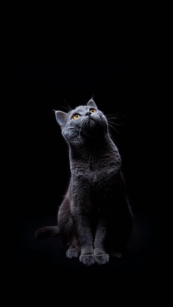Cute Black Cat, Dark Cat HD phone wallpaper