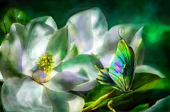 Magnolia and butterfly, green, white, butterfly, carol cavalaris, flower art, spring, magnolia HD wallpaper