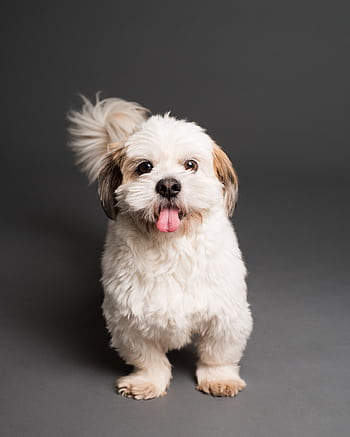 Charming Shih Tzu puppy with tongue out in a studio setting. Perfect for pet lovers. HD phone wallpaper