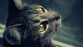 Animals, Cat, Muzzle, Striped, Sight, Opinion, Mustache, Moustache HD wallpaper
