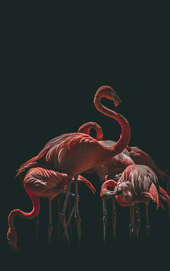 A stunning group of flamingos gracefully posing against a black background in dramatic lighting. HD phone wallpaper