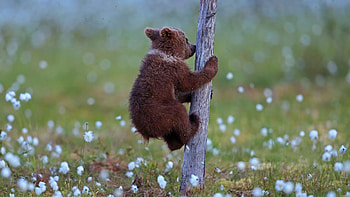 Bear, animal, baer, climbing, cub HD wallpaper