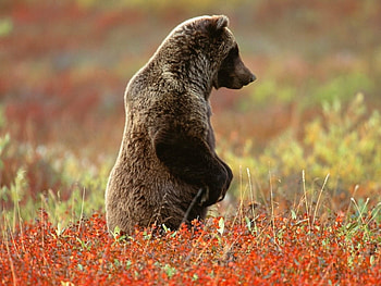 Animals, Bears HD wallpaper