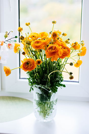 A bright bouquet of yellow ranunculus flowers beautifully arranged in a glass vase by the window, showcasing a lively touch of nature. HD phone wallpaper